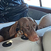 Una participe au concours pour gagner de l'argent avec cette photo : animal, brown_dog, canine, car_interior, dachshund, dog, domestic_animal, indoor, leather_seat, nap, paw, pet, relaxation, resting, seat_divider, sleeping, sunlight, transportation, vehicle, window