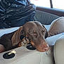 animal, brown_dog, canine, car_interior, dachshund, dog, domestic_animal, indoor, leather_seat, nap, paw, pet, relaxation, resting, seat_divider, sleeping, sunlight, transportation, vehicle, window