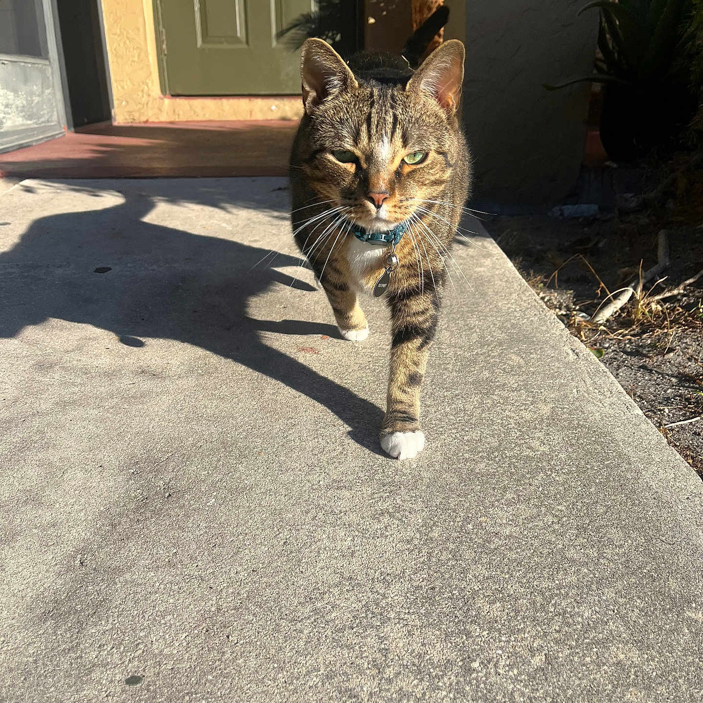 Gizmo joined the competition — help win amazing prizes! animal, cat, closeup, collar, concrete, daytime, door, fur, green, mammal, nature, outdoor, pet, plants, shadow, sidewalk, sunlight, tabby, walking, whiskers