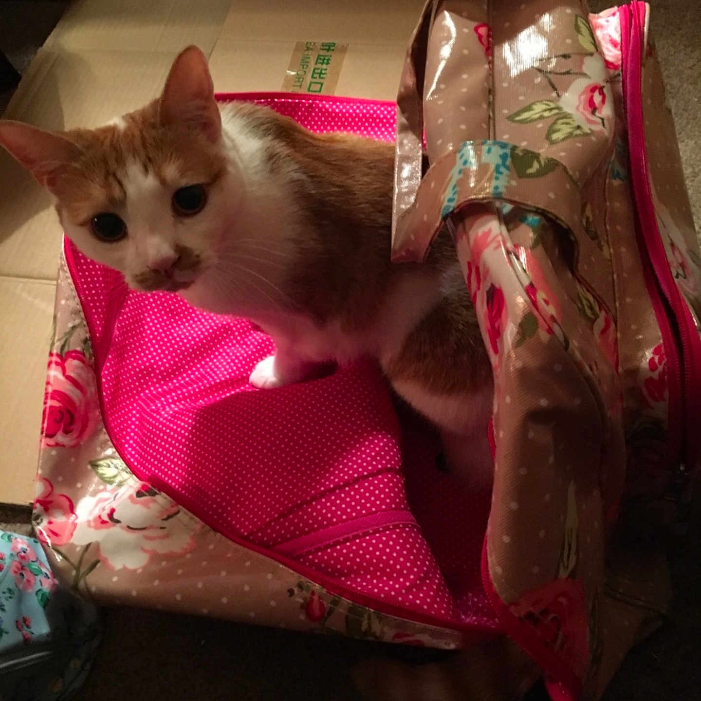 Daisy joined the competition — help win amazing prizes! cat, mammal, pink, small_to_medium_sized_cats, snout, textile, vertebrate, whiskers