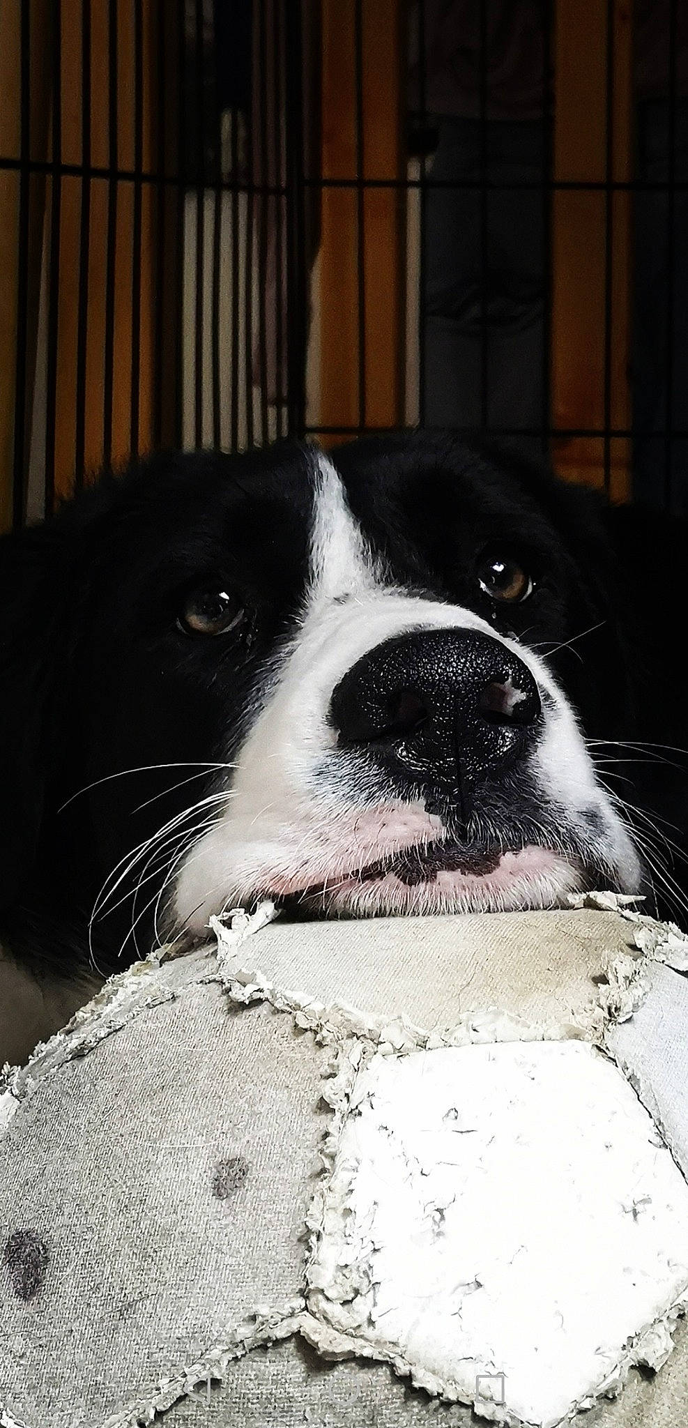 Owen a rejoint le concours — aidez-le/la à gagner de superbes lots ! black, black_and_white, border_collie, boston_terrier, canidae, carnivore, close_up, companion_dog, dog, dog_breed, eye, mammal, non_sporting_group, nose, photography, puppy, snout, sporting_group, whiskers