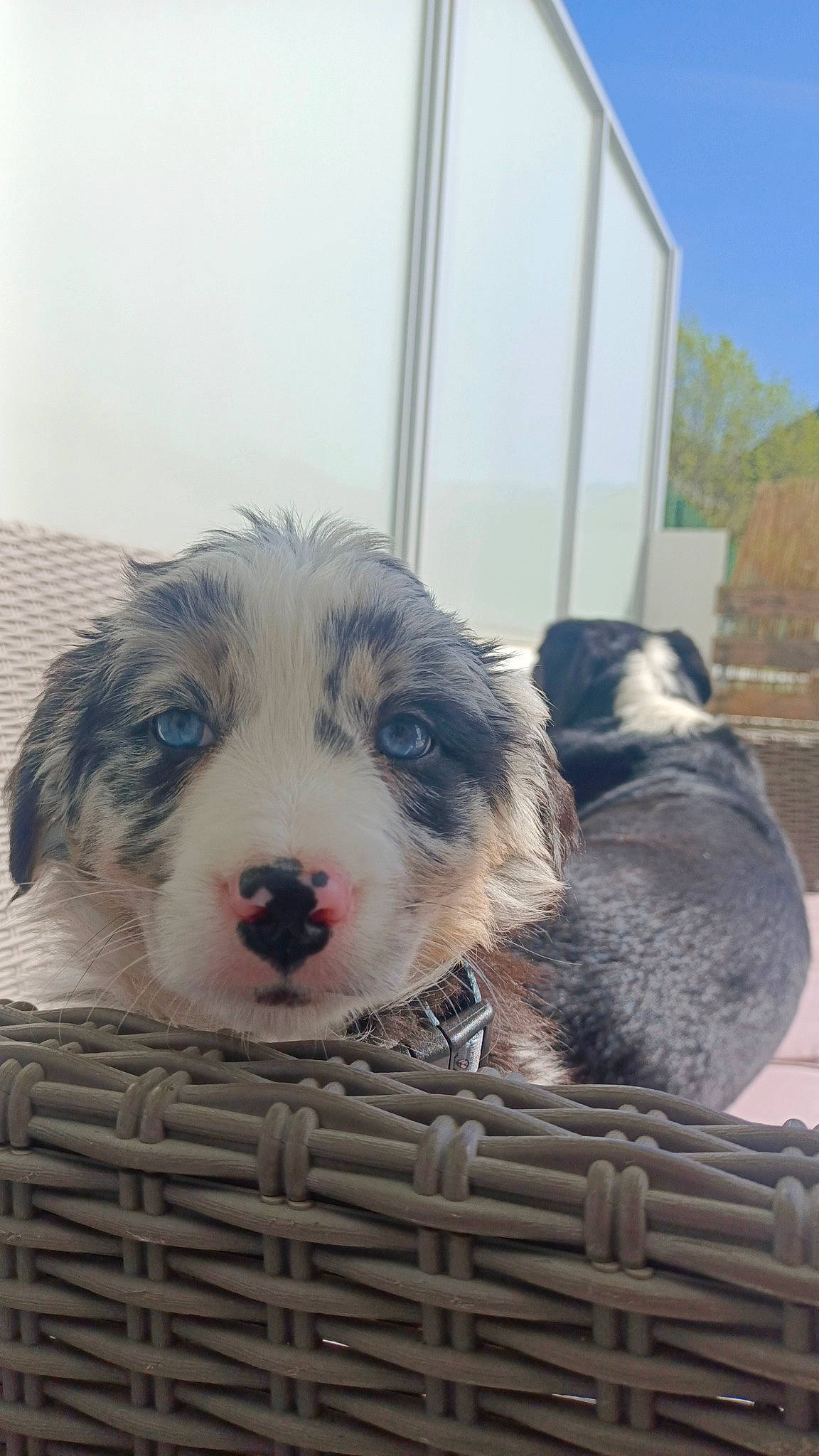 Oliver participe au concours pour gagner de l'argent avec cette photo : ball, carnivore, companion_dog, dog, dog_breed, fur, herding_dog, sky, small_terrier, snout, sporting_group, terrestrial_animal, texas_heeler, whiskers, working_animal, working_dog