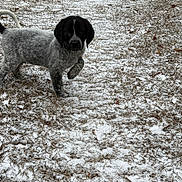 Arlo is registered to the contest to win money with this photo: dog, puppy, snow, winter, outdoor, yard, grass, leaves, standing, raised_paw, black_and_white, spotted_fur, floppy_ears, long_tail, animal, pet, portrait, cold_weather, natural_light, ground