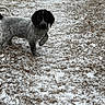 dog, puppy, snow, winter, outdoor, yard, grass, leaves, standing, raised_paw, black_and_white, spotted_fur, floppy_ears, long_tail, animal, pet, portrait, cold_weather, natural_light, ground