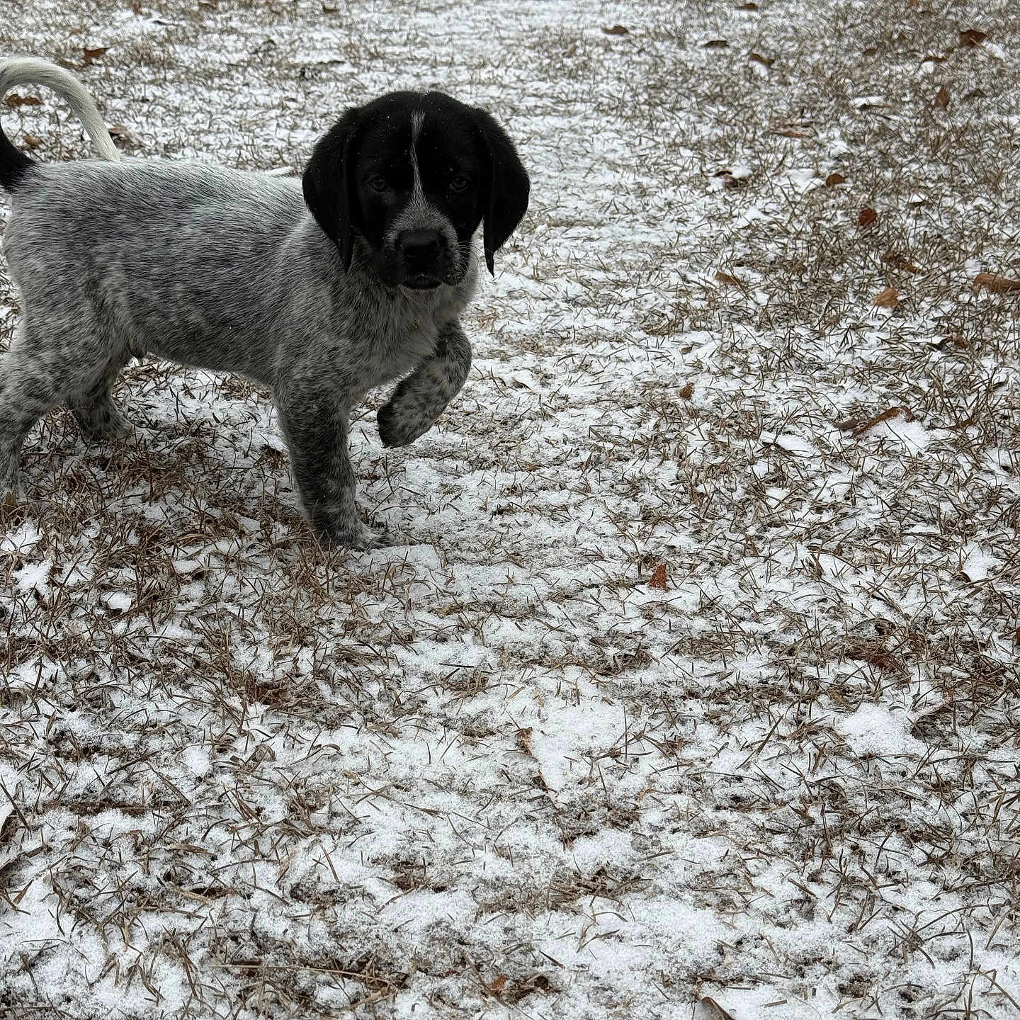 Arlo