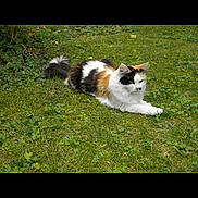 Plume a rejoint le concours — aidez-le/la à gagner de superbes lots ! cat, calico_cat, animal, pet, grass, outdoor, nature, feline, domestic_animal, relaxing, lying_down, fur, whiskers, tail, greenery, leaf, mammal, cute, resting, peaceful