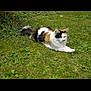 cat, calico_cat, animal, pet, grass, outdoor, nature, feline, domestic_animal, relaxing, lying_down, fur, whiskers, tail, greenery, leaf, mammal, cute, resting, peaceful