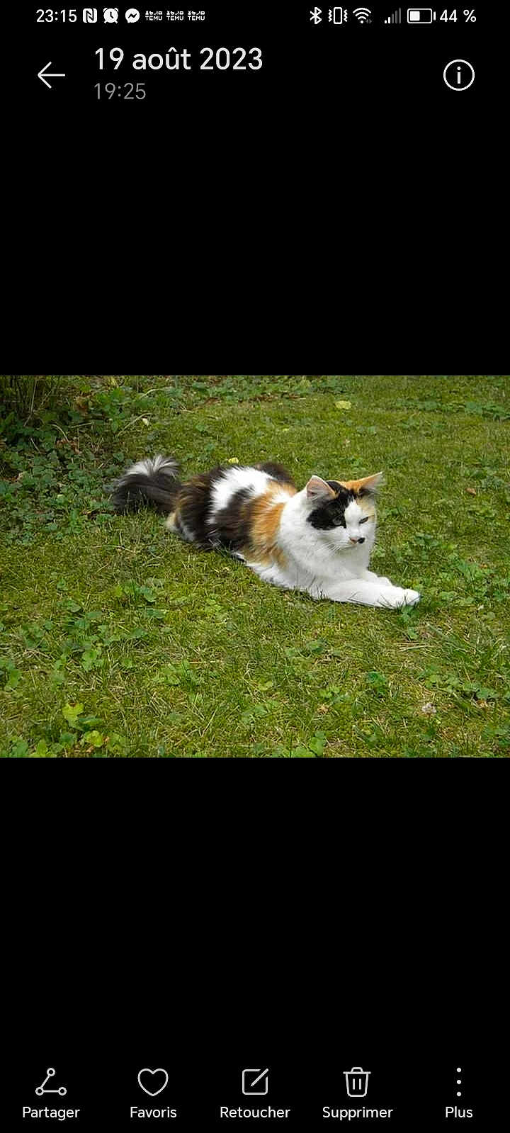 Plume a rejoint le concours — aidez-le/la à gagner de superbes lots ! cat, calico_cat, animal, pet, grass, outdoor, nature, feline, domestic_animal, relaxing, lying_down, fur, whiskers, tail, greenery, leaf, mammal, cute, resting, peaceful