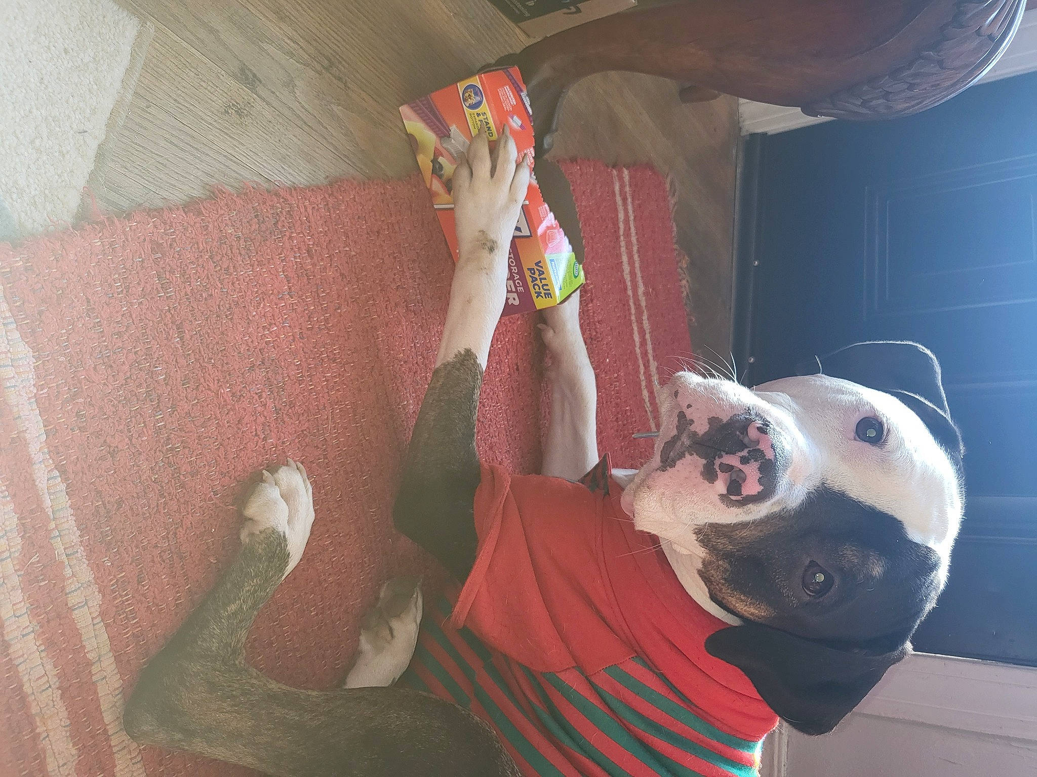 Jak is registered to the contest to win money with this photo: ball, canidae, carnivore, companion_dog, costume, dog, dog_breed, fawn, flesh, flooring, fun, fur, human_leg, knee, personal_protective_equipment, room, sporting_group, thigh, toy, visual_arts