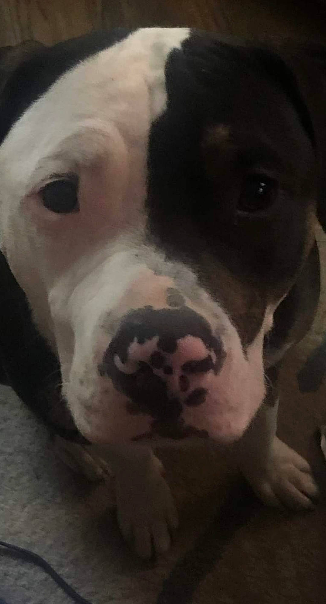 Jak is registered to the contest to win money with this photo: canidae, carnivore, companion_dog, dog, dog_breed, dog_supply, dogo_argentino, eye, fawn, fur, guard_dog, jaw, monochrome_photography, non_sporting_group, pet_supply, snout, sporting_group, terrestrial_animal, whiskers, working_animal