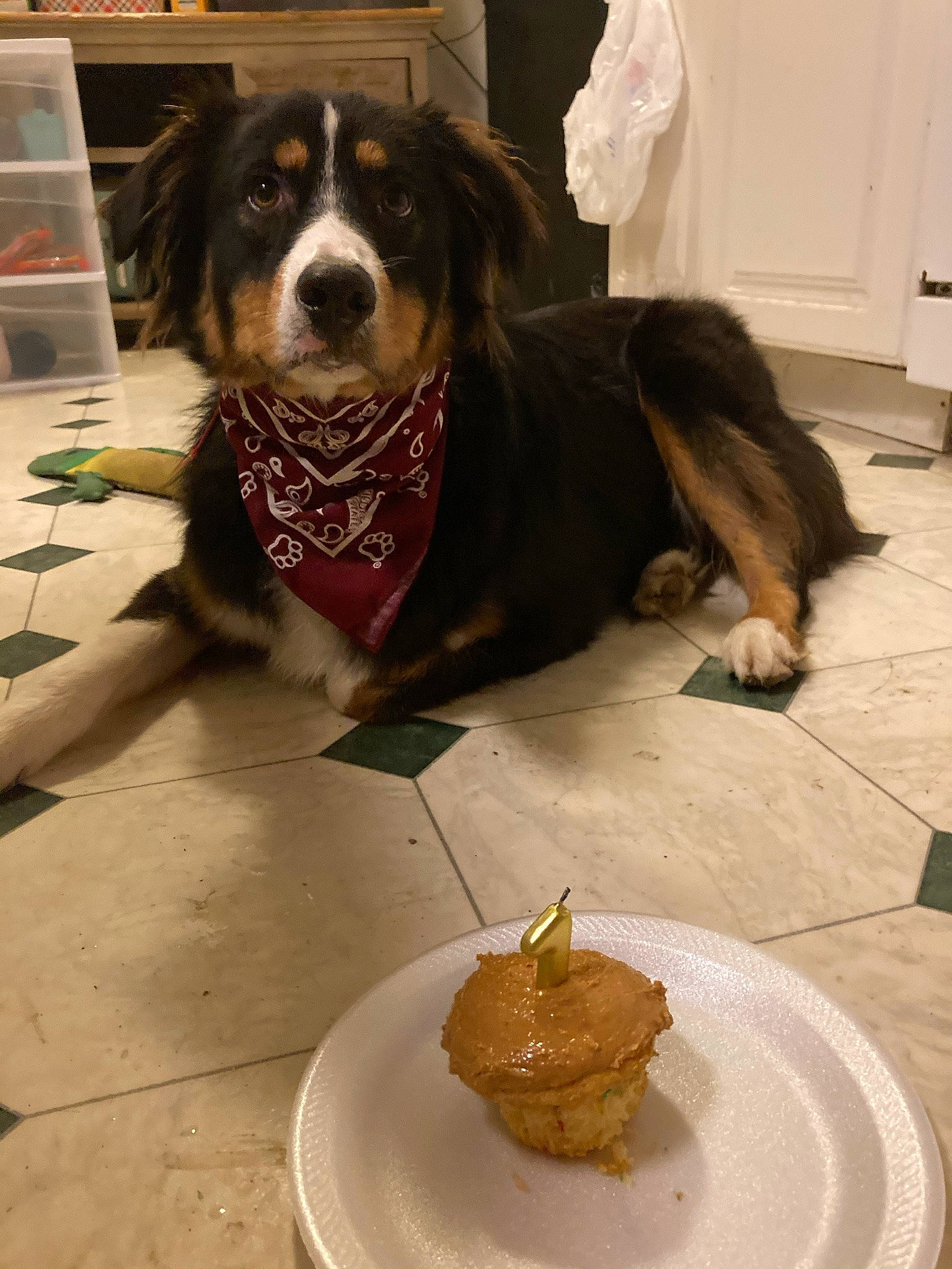 Toby joined the competition — help win amazing prizes! art, carnivore, companion_dog, cuisine, dessert, dish, dog, dog_breed, dog_supply, flooring, food, ingredient, plate, serveware, smile, sweetness, tableware, visual_arts, working_animal, working_dog