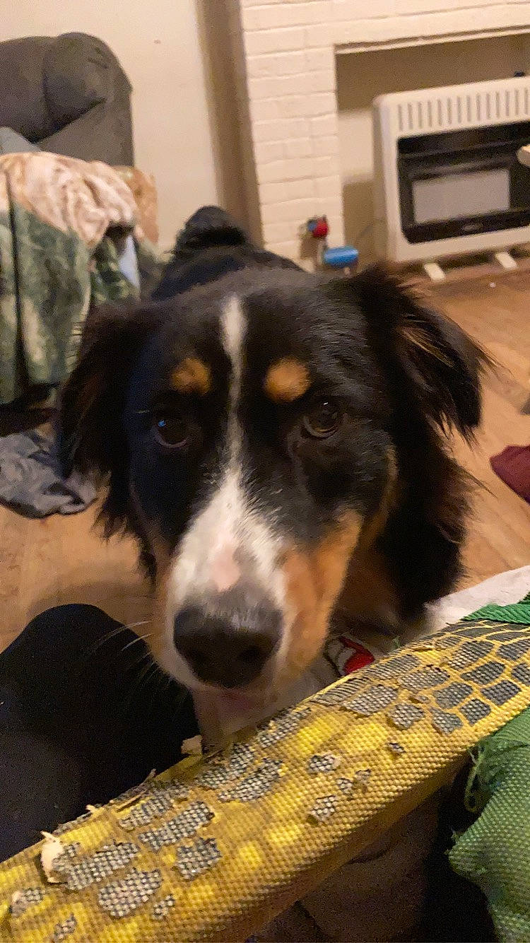 Toby joined the competition — help win amazing prizes! bernese_mountain_dog, canidae, carnivore, companion_dog, dog, dog_breed, flooring, fur, herding_dog, home_appliance, kitchen_appliance, microwave_oven, plant, snout, sporting_group, television, terrestrial_animal, whiskers, working_animal, working_dog