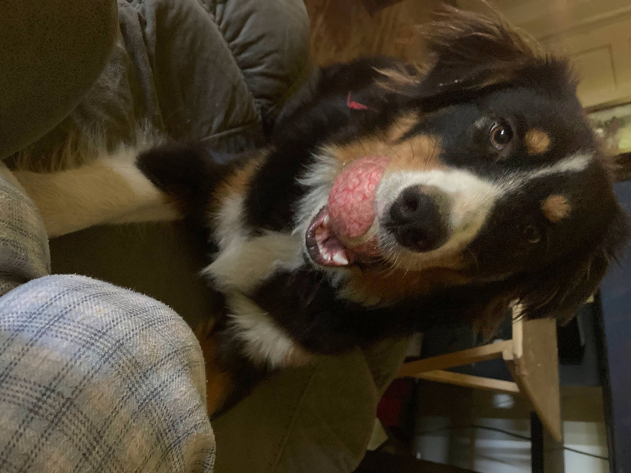 Toby joined the competition — help win amazing prizes! bernese_mountain_dog, border_collie, bored, canidae, carnivore, comfort, companion_dog, dog, dog_breed, foot, fur, giant_dog_breed, herding_dog, paw, sporting_group, terrestrial_animal, texas_heeler, whiskers, working_animal, working_dog