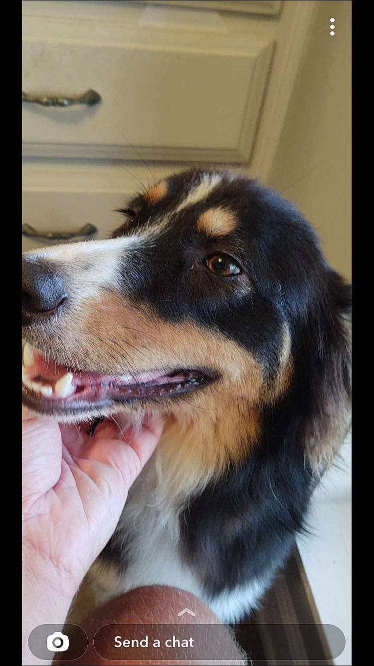 Toby is registered to the contest to win money with this photo: canidae, carnivore, collar, companion_dog, dog, dog_breed, fur, guard_dog, head, herding_dog, jaw, pet_supply, snout, sporting_group, terrestrial_animal, texas_heeler, whiskers, window, working_animal, working_dog