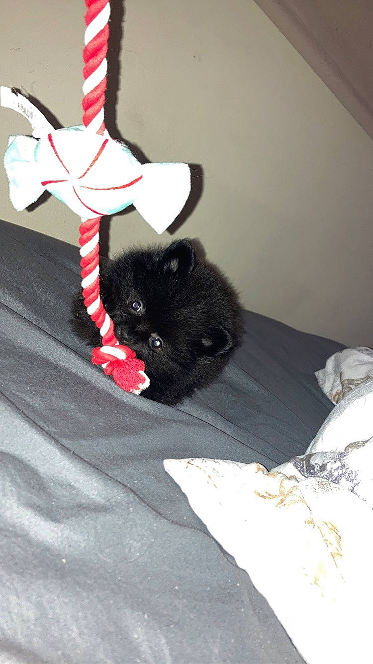 Auggie joined the competition — help win amazing prizes! bed, black_cat, canidae, carmine, carnivore, cat, comfort, dog_breed, domestic_short_haired_cat, felidae, fur, gesture, grey, linens, paw, small_to_medium_sized_cats, t_shirt, tail, whiskers, wing