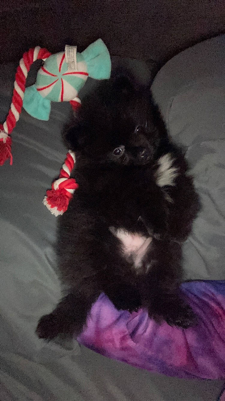 Auggie joined the competition — help win amazing prizes! black_cat, canidae, carmine, carnivore, cat, claw, comfort, companion_dog, dog_breed, felidae, fur, magenta, paw, pink, small_to_medium_sized_cats, snout, tail, whiskers