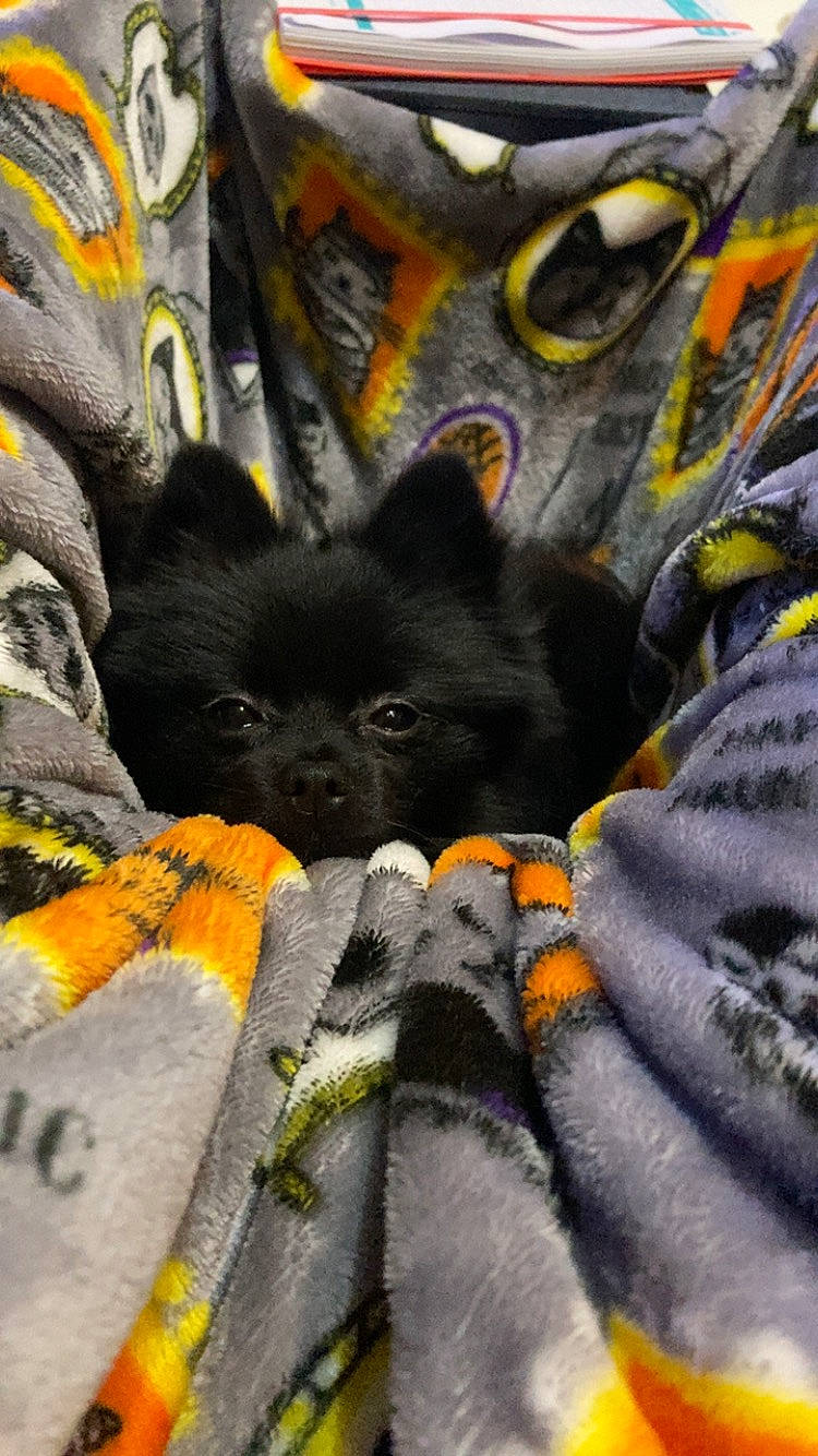 Auggie is registered to the contest to win money with this photo: automotive_tire, black_cat, carnivore, claw, comfort, companion_dog, dog, dog_breed, domestic_short_haired_cat, felidae, fur, grey, human_leg, linens, personal_protective_equipment, small_to_medium_sized_cats, snout, terrestrial_animal, whiskers, working_animal