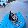 Peanut is registered to the contest to win money with this photo: animal, blue_cushion, canine, chair, collar, concrete, dog, fence, garden, grass, happy, outdoor, patio, pet, relaxing, resting, small_dog, summer, sunlight, tongue_out