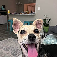 Peanut joined the competition — help win amazing prizes! dog, pet, tongue_out, happy, smiling, ears_up, indoor, living_room, couch, plant, stool, floor_rug, black_and_tan, close_up, canine, fur, animal, domestic, friendly, household