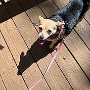 Peanut is registered to the contest to win money with this photo: animal, black_coat, canine, collar, daylight, dog, happy, leash, outdoor, pet, pet_accessory, playful, shadow, small_dog, sunlight, tan_coat, tongue_out, walking, wood_planks, wooden_deck