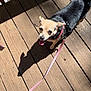 animal, black_coat, canine, collar, daylight, dog, happy, leash, outdoor, pet, pet_accessory, playful, shadow, small_dog, sunlight, tan_coat, tongue_out, walking, wood_planks, wooden_deck