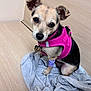 Peanut is registered to the contest to win money with this photo: dog, small_dog, pink_harness, purple_bandage, pet_tag, indoor, wood_floor, wood_wall, gray_cloth, looking_up, cute, animal, canine, sitting, young_dog, short_fur, ears_up, domestic_pet, companion, veterinary