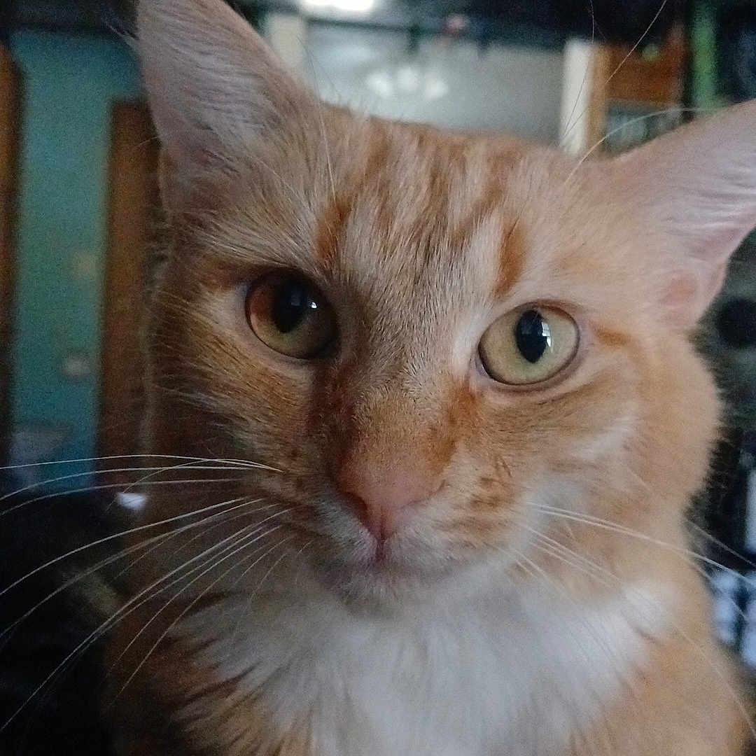 Peaches joined the competition — help win amazing prizes! abyssinian, animal, architecture, blackboard, brick, building, cat, computerhardware, electronics, furniture, hardware, indoors, kitten, livingroom, manx, monitor, pet, screen, siamese, tv