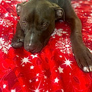 C O D Y joined the competition — help win amazing prizes! animal, blanket, brown_dog, closeup, collar, cozy, dog, expression, fur, indoors, lying_down, muzzle, nail, paw, pet, red_blanket, relaxed, resting, snowflake_pattern, star_pattern