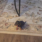 Livy joined the competition — help win amazing prizes! dog, puppy, dachshund, small_dog, indoor, carpet, rug, wooden_floor, table, books, pet, collar, flooring, animal, furniture, domestic, cute, looking_up, brown, black