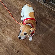 Lucy joined the competition — help win amazing prizes! dog, small_dog, tan_and_white, red_harness, leash, wooden_floor, pet, animal, indoor, looking_up, curious, ears, fur, collar, domestic_animal, cute, companion, canine, flooring, leash_clip