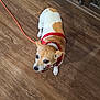 dog, small_dog, tan_and_white, red_harness, leash, wooden_floor, pet, animal, indoor, looking_up, curious, ears, fur, collar, domestic_animal, cute, companion, canine, flooring, leash_clip