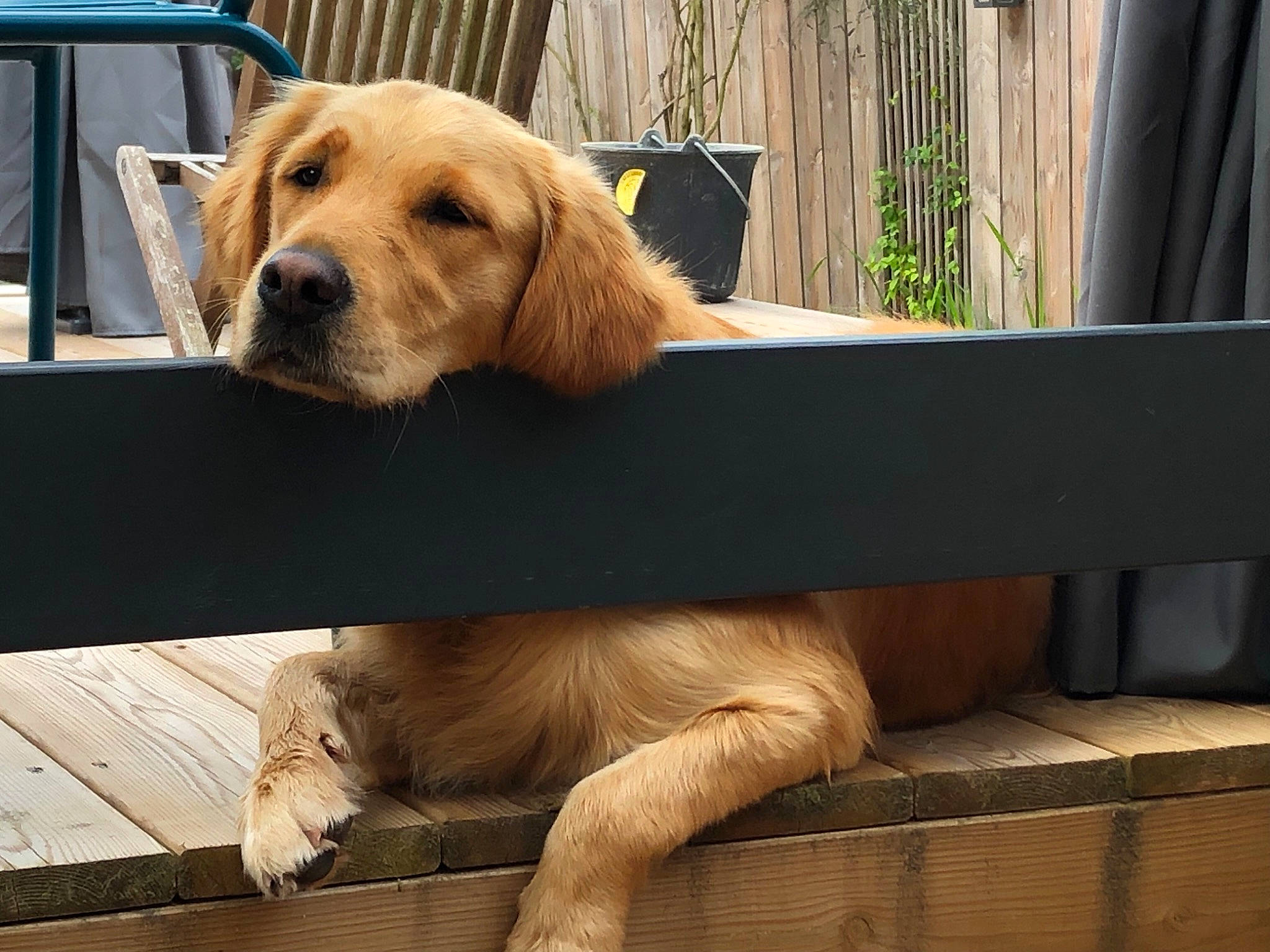 Pepper participe au concours pour gagner de l'argent avec cette photo : carnivore, collar, comfort, companion_dog, dog, dog_breed, dog_collar, fawn, fur, liver, metal, pet_supply, plant, rectangle, snout, sporting_group, tail, vehicle_door, wood, working_animal