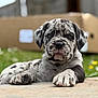 Rocky is registered to the contest to win money with this photo: puppy, dog, spotted, laying_down, outdoor, grass, paws, closeup, young, animal, pet, cute, nature, background_blur, cardboard_box, serious_expression, fur, canine, resting, daylight