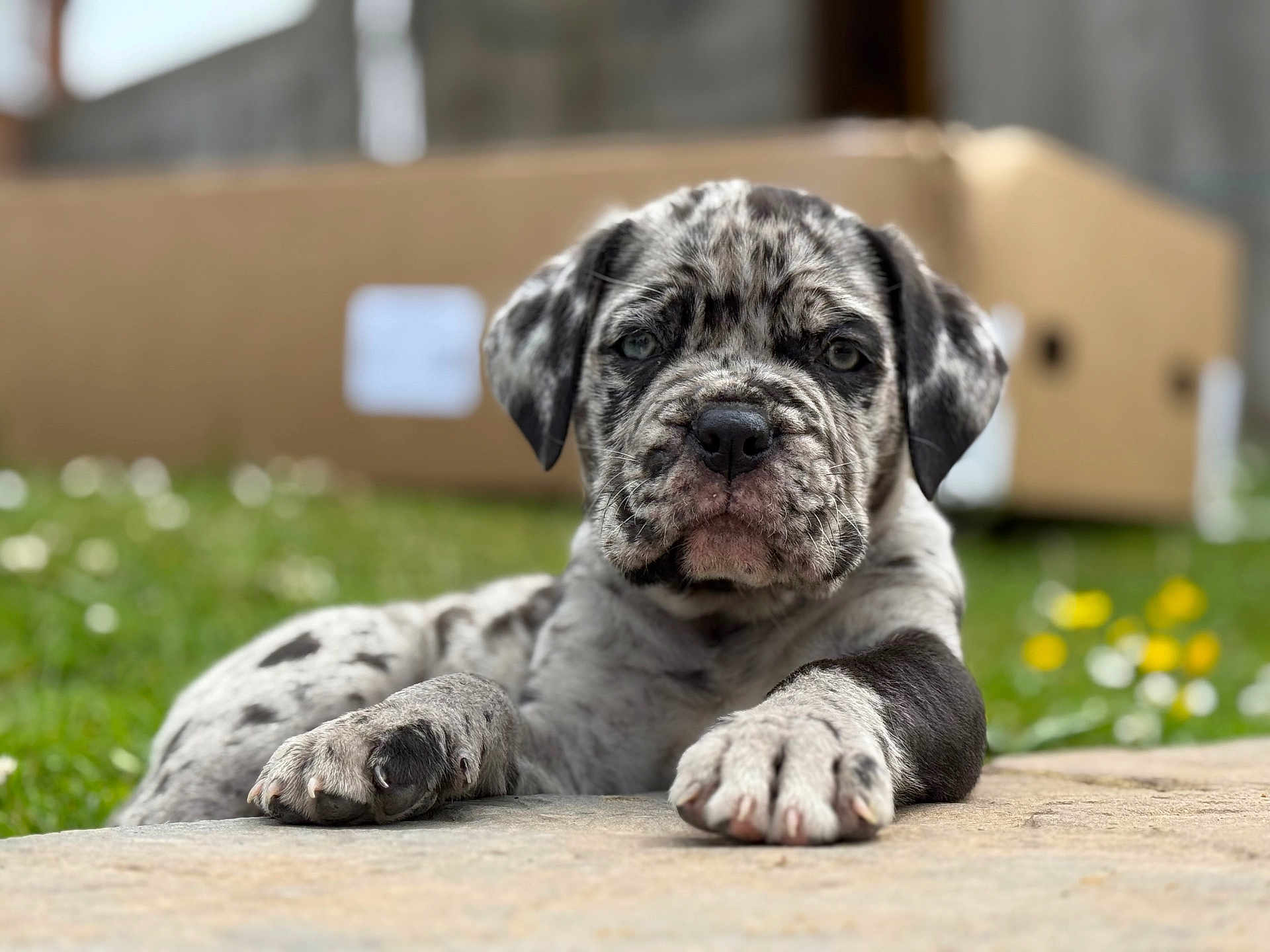 Rocky is registered to the contest to win money with this photo: puppy, dog, spotted, laying_down, outdoor, grass, paws, closeup, young, animal, pet, cute, nature, background_blur, cardboard_box, serious_expression, fur, canine, resting, daylight