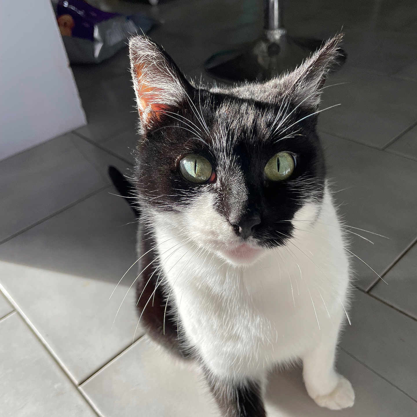 Mrs Bigglesworth joined the competition — help win amazing prizes! animal, black_and_white, cat, close_up, curious, domestic_cat, feline, floor, fur, green_eyes, household, indoor, looking_up, pet, portrait, shadow, sunlight, tile_floor, tuxedo_cat, whiskers
