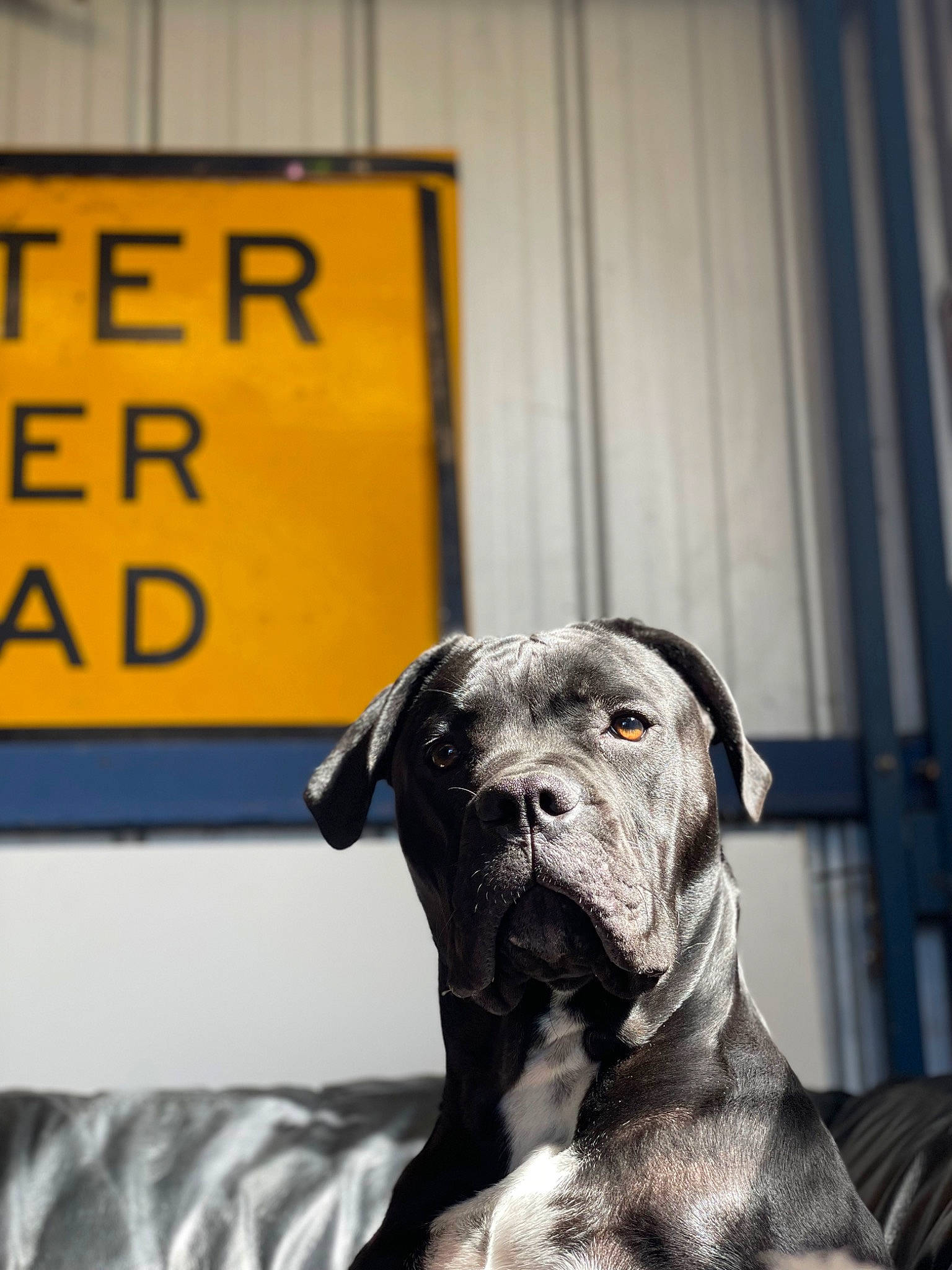 King is registered to the contest to win money with this photo: ancient_dog_breeds, boxer, carnivore, companion_dog, curtain, dog, dog_breed, dog_supply, fawn, font, fur, great_dane, guard_dog, monochrome_photography, snout, sporting_group, whiskers, working_animal, working_dog, wrinkle