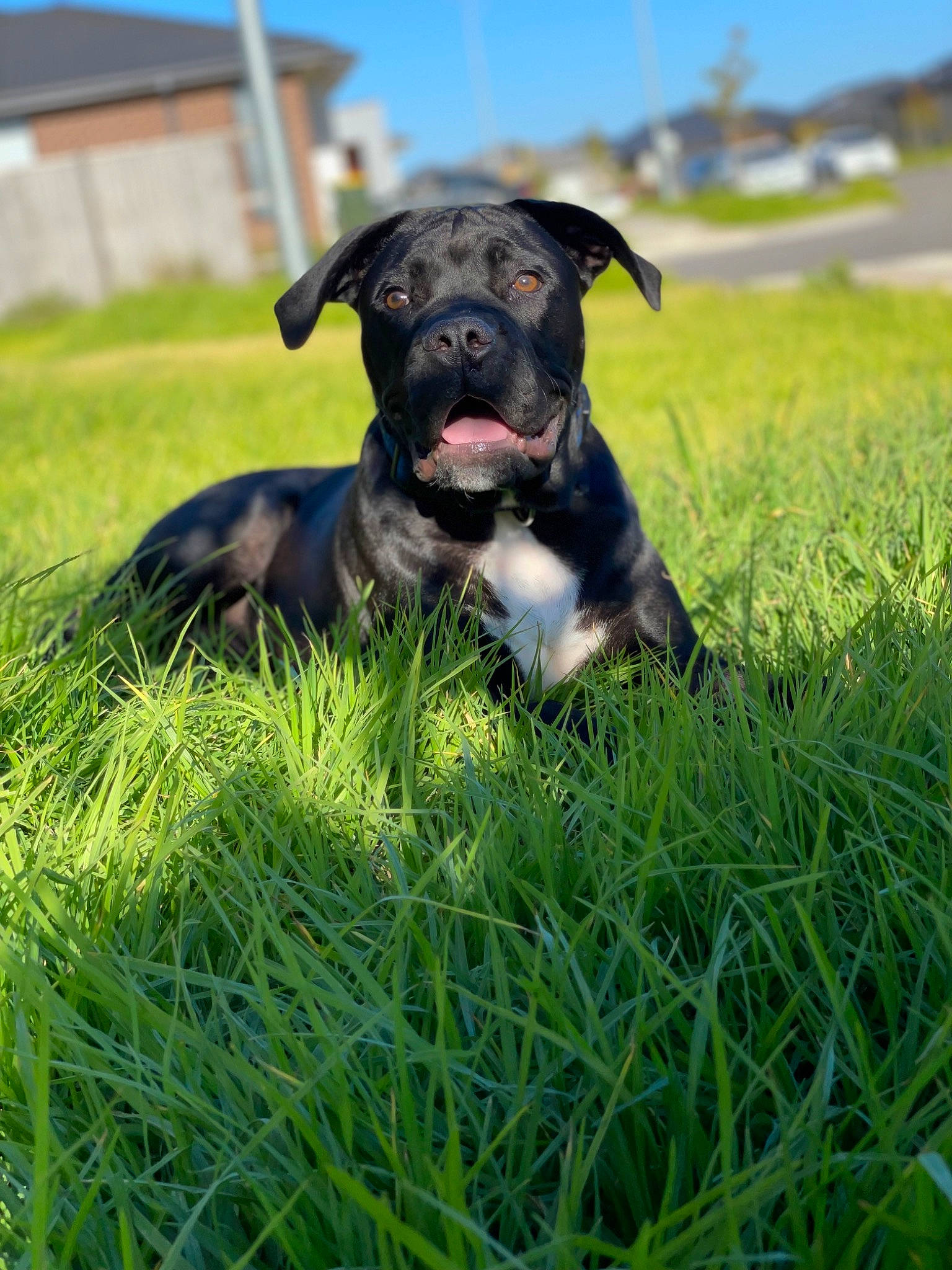 King is registered to the contest to win money with this photo: carnivore, companion_dog, dog, dog_breed, dog_collar, fawn, grass, grass_family, grassland, gun_dog, happy, lawn, pasture, plant, pointing_breed, puggle, sky, snout, sporting_group, working_animal