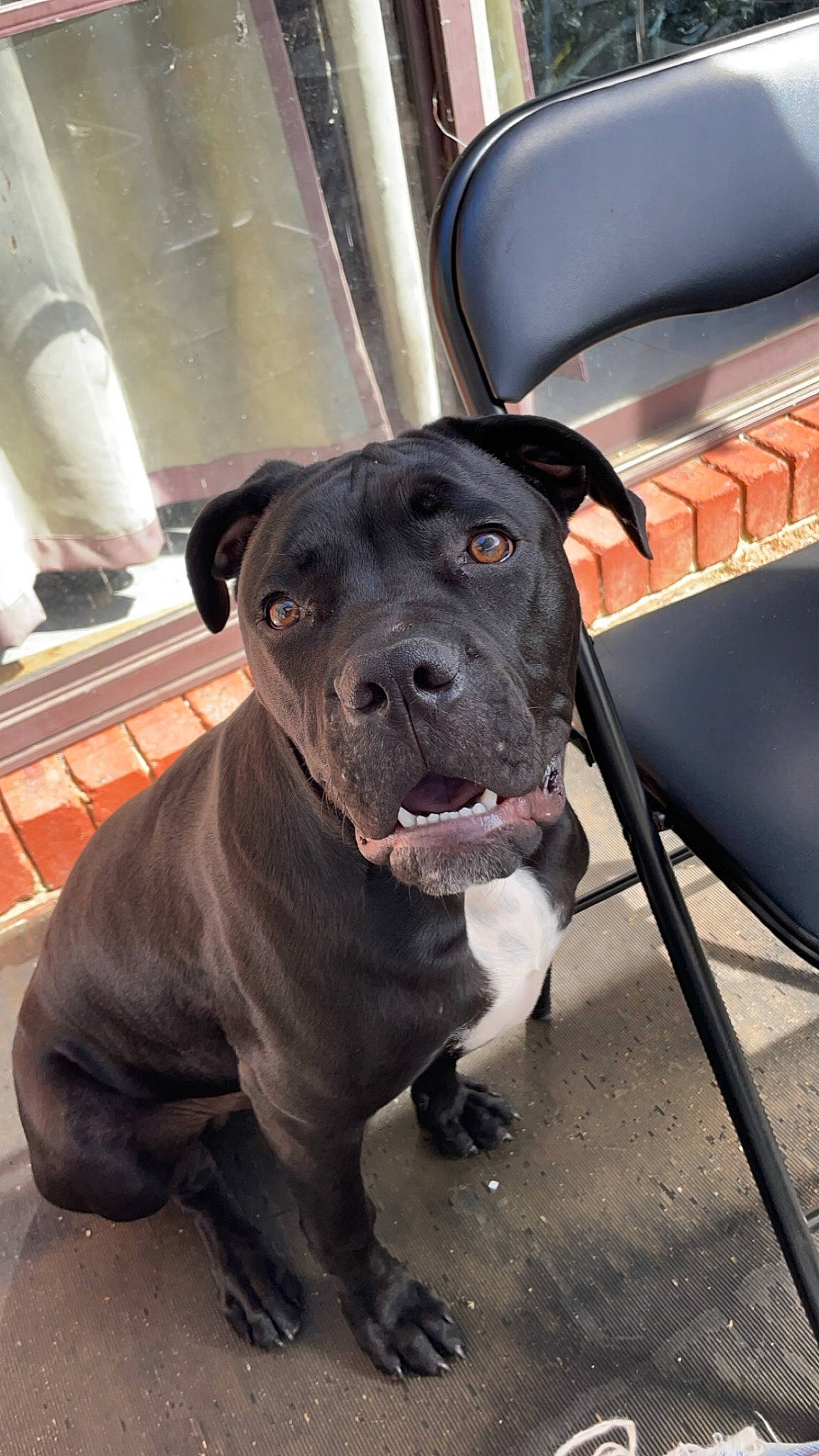 King is registered to the contest to win money with this photo: borador, canidae, carnivore, collar, companion_dog, dog, dog_breed, dog_collar, fawn, fur, guard_dog, leash, non_sporting_group, pet_supply, sporting_group, whiskers, working_animal, working_dog