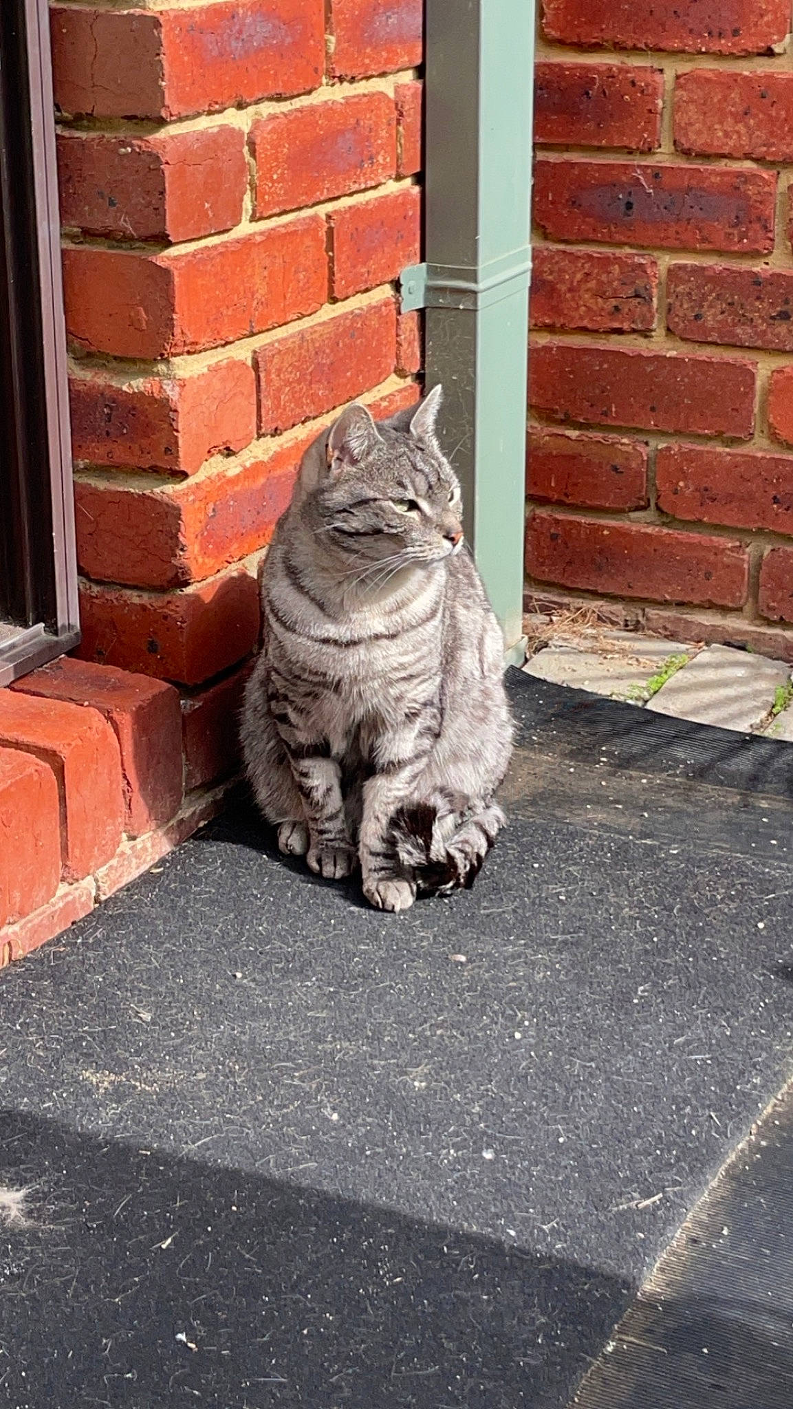 Shadow is registered to the contest to win money with this photo: art, asphalt, automotive_tire, brick, brickwork, carnivore, cat, felidae, grass, grey, plant, road, road_surface, sidewalk, small_to_medium_sized_cats, snout, tail, whiskers, window, wood