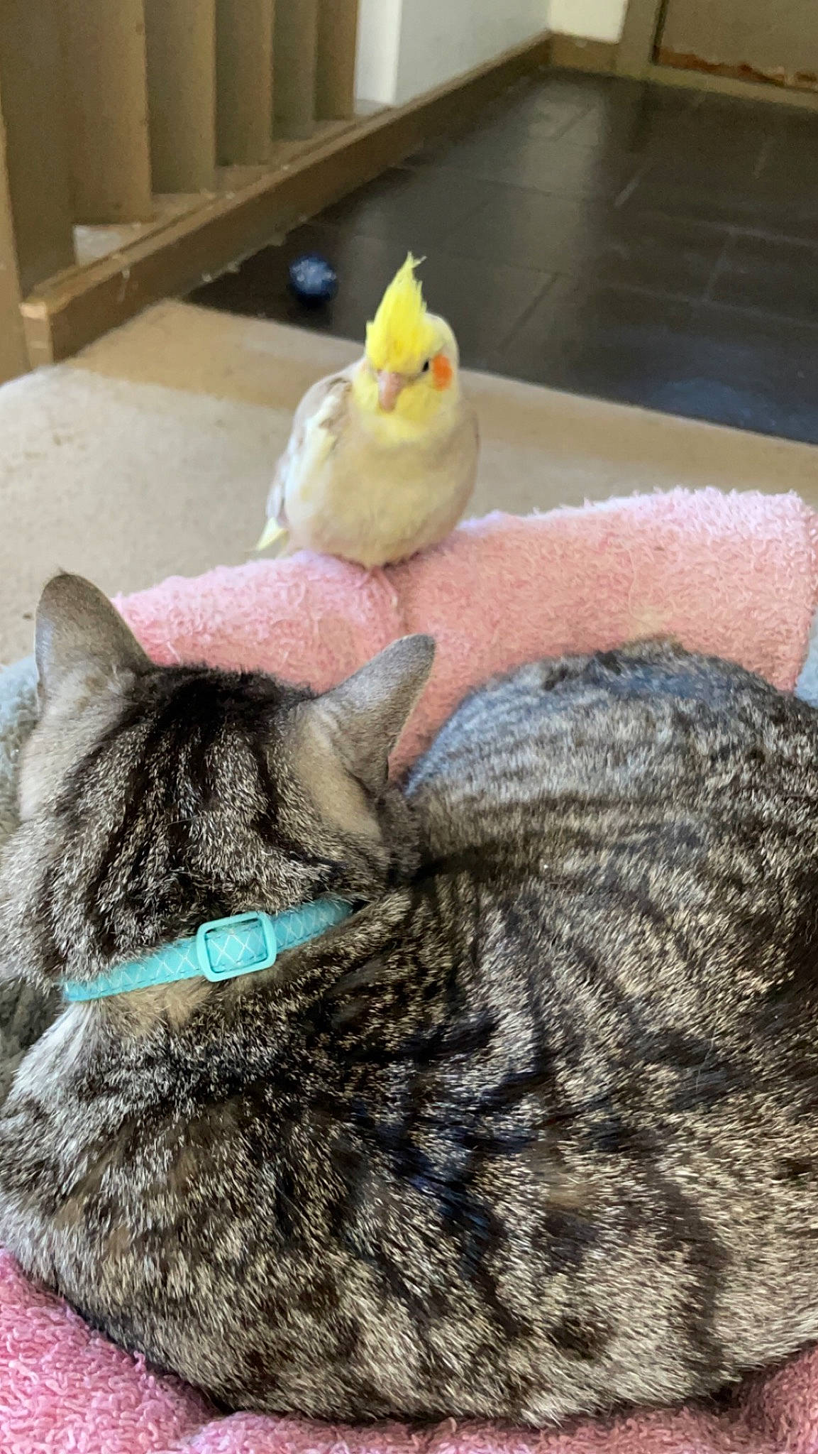 Shadow is registered to the contest to win money with this photo: _geese_and_swans, beak, bird, carnivore, cat, comb, comfort, domestic_short_haired_cat, ducks, felidae, fowl, fur, livestock, mammal, poultry, small_to_medium_sized_cats, snout, tail, terrestrial_animal, toy