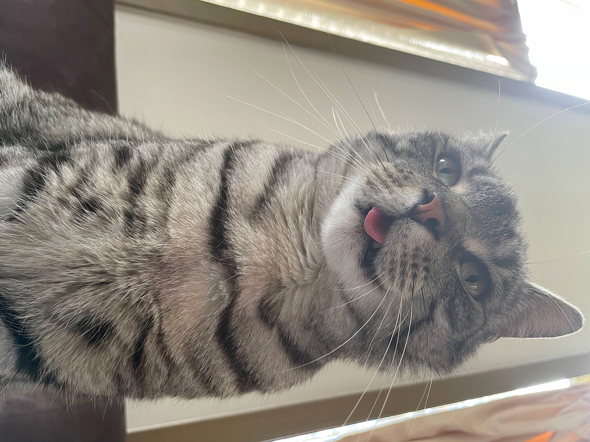 Shadow is registered to the contest to win money with this photo: carnivore, cat, claw, comfort, domestic_short_haired_cat, felidae, fur, nap, paw, small_to_medium_sized_cats, snout, tail, terrestrial_animal, whiskers, window