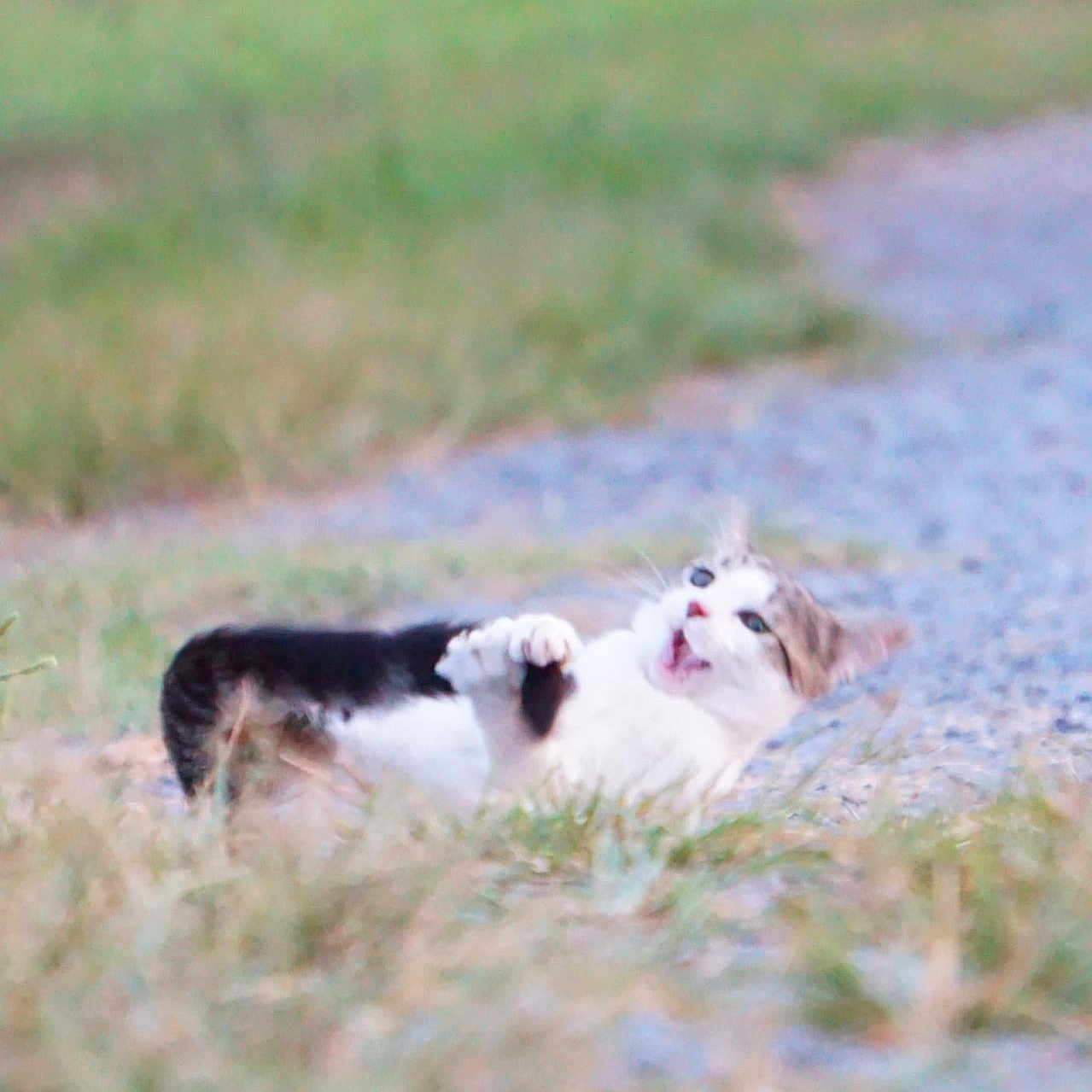 Princess Butterbean is registered to the contest to win money with this photo: animal, black, cat, closeup, daylight, expression, feline, fur, grass, ground, lying_down, nature, outdoor, path, pet, playful, surprised, tabby, whiskers, white