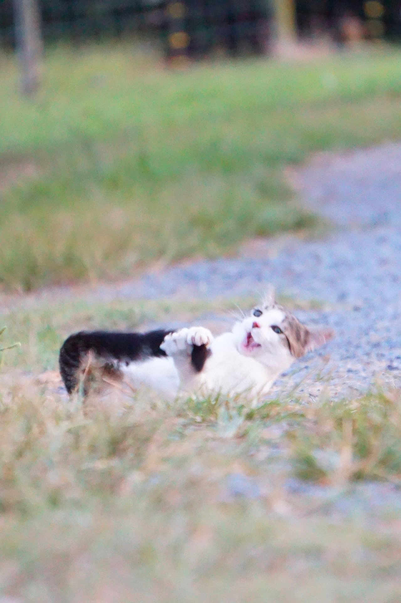 Princess Butterbean is registered to the contest to win money with this photo: cat, animal, outdoor, grass, path, lying_down, white, black, tabby, surprised, playful, nature, pet, feline, fur, whiskers, expression, ground, daylight, closeup