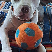 Fred joined the competition — help win amazing prizes! animal, ball, blanket, brown_spot, closeup, collar, curious, dog, ears, furniture, indoor, mirror, nose, paw, pet, playful, sitting, striped, toy, white