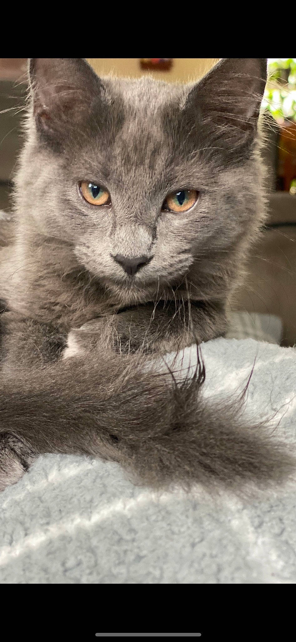 Hoggie joined the competition — help win amazing prizes! british_longhair, carnivore, cat, domestic_short_haired_cat, fawn, felidae, fur, grey, paw, photo_caption, photography, plant, russian_blue, small_to_medium_sized_cats, snout, tail, terrestrial_animal, whiskers, wildlife, window