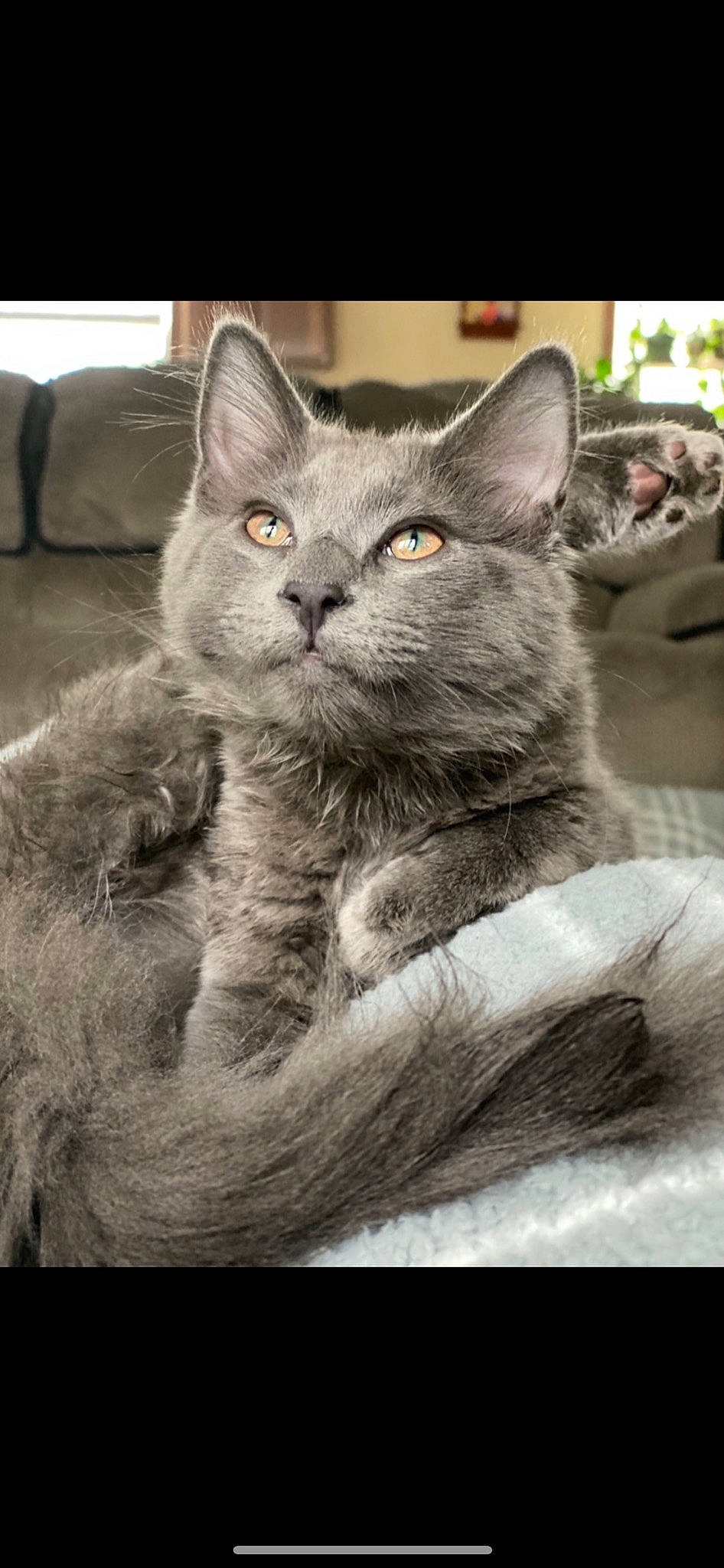 Hoggie is registered to the contest to win money with this photo: carnivore, cat, claw, close_up, comfort, domestic_short_haired_cat, felidae, fur, grey, monochrome, monochrome_photography, russian_blue, small_to_medium_sized_cats, snout, terrestrial_animal, whiskers, wildlife, window