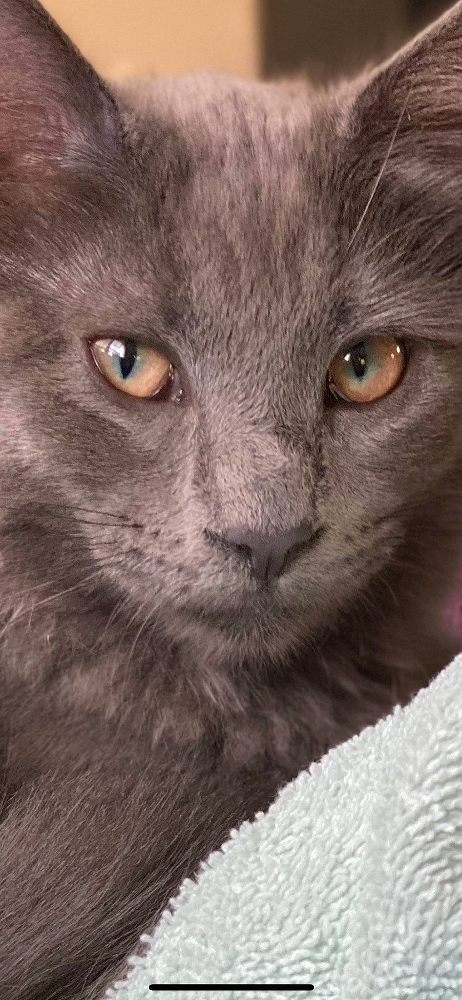 Hoggie is registered to the contest to win money with this photo: black_cat, carnivore, cat, close_up, domestic_short_haired_cat, ear, felidae, fur, grey, russian_blue, small_to_medium_sized_cats, snout, terrestrial_animal, whiskers, wildlife