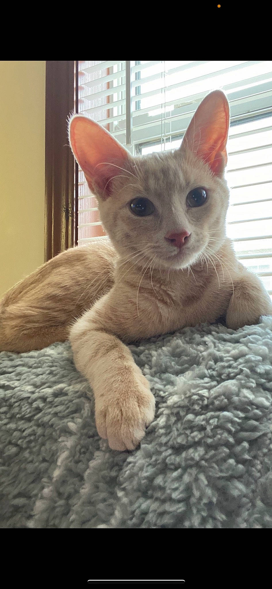 Pus-pus joined the competition — help win amazing prizes! building, carnivore, cat, cat_supply, claw, comfort, domestic_short_haired_cat, fawn, felidae, fur, paw, small_to_medium_sized_cats, snout, tail, terrestrial_animal, whiskers, window