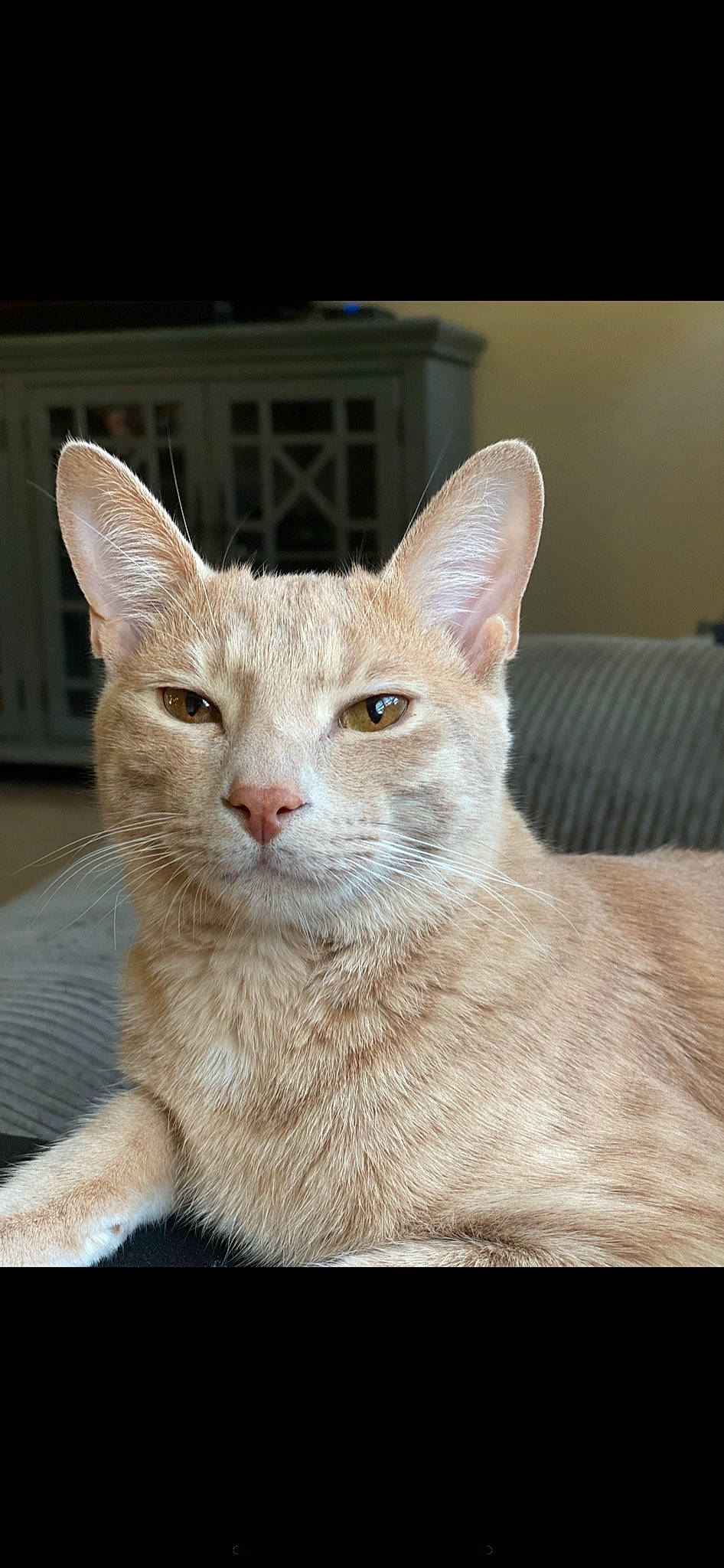 Pus-pus is registered to the contest to win money with this photo: carnivore, cat, domestic_short_haired_cat, eye, fang, fawn, felidae, fur, small_to_medium_sized_cats, snout, tail, terrestrial_animal, whiskers, window