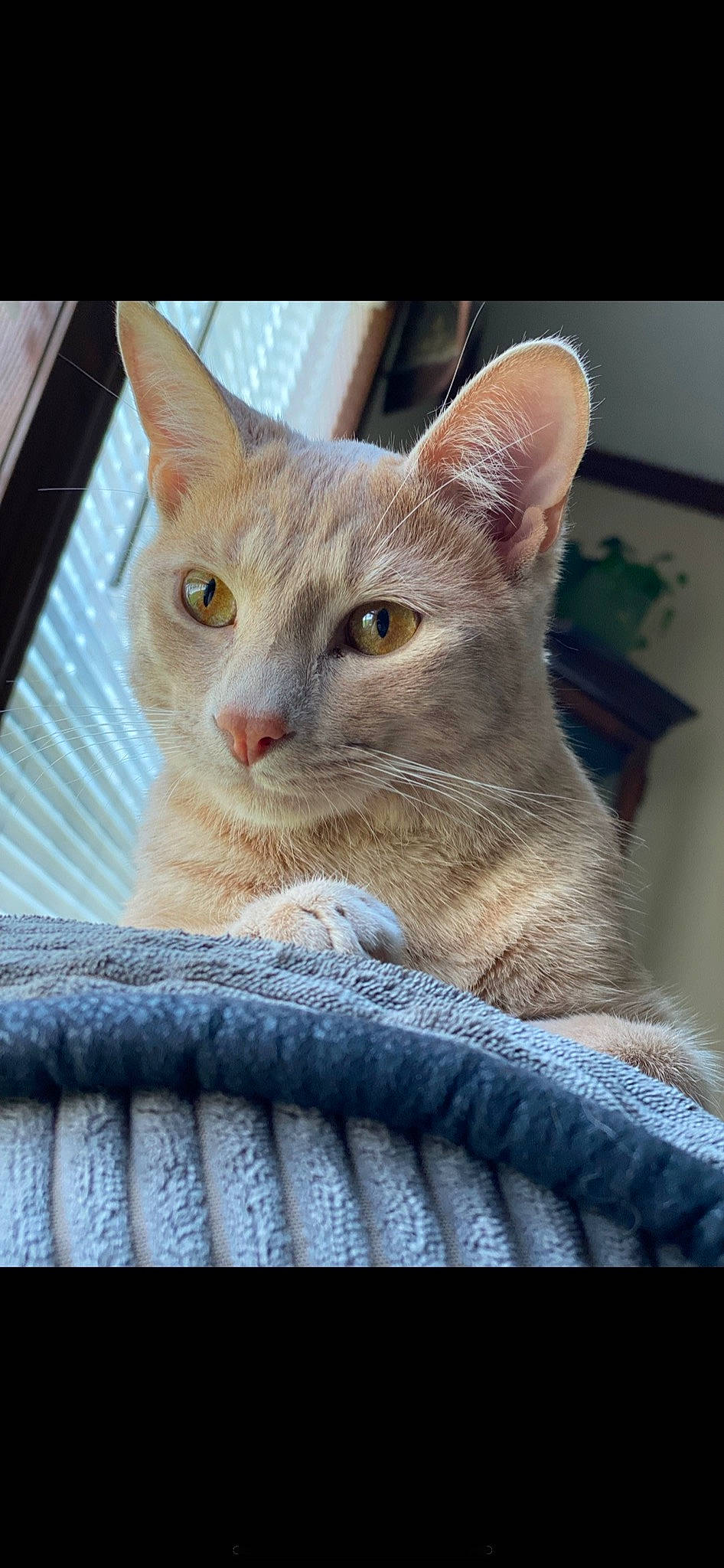 Pus-pus joined the competition — help win amazing prizes! carnivore, cat, cat_furniture, cat_supply, collar, comfort, domestic_short_haired_cat, ear, fawn, felidae, fur, paw, pet_supply, small_to_medium_sized_cats, snout, whiskers, window